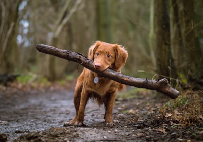Dog Walking Plymouth why choose us Flexible sessions use Walkies at wixenford