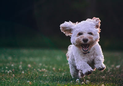 Dog Walking Plymouth why choose us Private sole use Walkies at wixenford