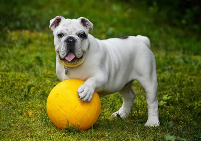 Dog Walking Plymouth why choose us affordable Walkies at wixenford