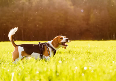 Dog Walking Plymouth why choose us fully secure space Walkies at wixenford