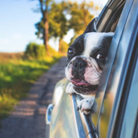dog exercise field happy dog hanging out car window Walkies a wixenford